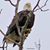 Shirley Eagle's profile image