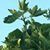 Sabine Bamber's profile image