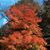 Nelda Crowell's profile image