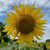 Stephanie Dillard's profile image