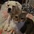 Amanda Brown Crawford's profile image
