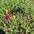 Mary Oleson's profile image