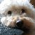 Buddy Solomon's profile image
