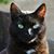 Susan Whitcher Graton's profile image