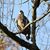 Pam Catrambone's profile image