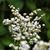 Darlene Summerton's profile image