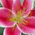 Christel Jonker's profile image