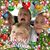 Sharon Blanchard's profile image