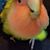 Phyllis Eggert's profile image