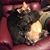 Susan Hissam's profile image