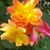 Jennifer Chaudoin's profile image