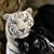 Sue Brown Thornton's profile image