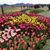 Julie Djandu's profile image