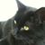 Patricia Amorosi's profile image