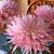 Debbie Mckibbon's profile image