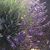 Dorothy Adams's profile image