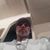 Roger Harland's profile image