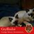 Aunya Catya's profile image