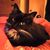 Moxie DaCat's profile image