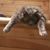 Cyndi Taylor Sliger's profile image
