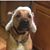 Janeie Batterton Goeken's profile image