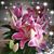 Roxanne Brooks's profile image