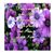 Labrina Merriweather's profile image
