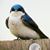 Laura Luchsinger's profile image