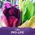 Maila Wead's profile image