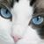 Veronica Johnson's profile image