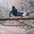 Stefano Melada's profile image