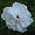 Jacqueline E Smith's profile image