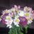 Estela Piacente's profile image