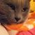 Carrie Rieck Jones's profile image