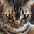 Wendi Siebler Rowe's profile image