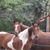 Carol Headrick's profile image