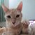Nancy Coraggio's profile image