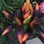 Suzana Matijakovic's profile image