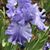 Shelia Lindsay's profile image