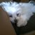 Dawn Morton Wright's profile image