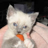 Sheri F.'s profile image