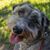 Linus Tdog's profile image