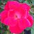 Carmen C Inquilla's profile image