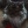 Abbe Lewis's profile image