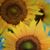 Sharon Rutherford's profile image