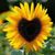Kathy Hubbard's profile image