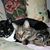 Janis Rietow Lindstrom's profile image