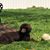 Tina Geesey Cline's profile image