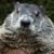 Sheri LaFontaine's profile image