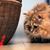Allochka Chodemir's profile image